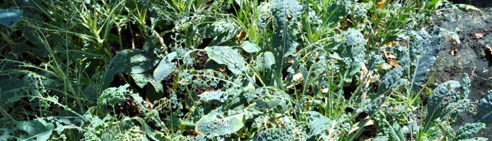 Oh, Garden