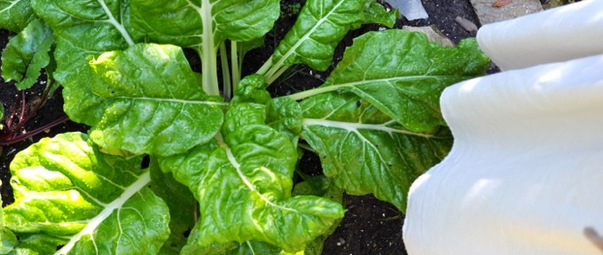 October Garden 2013