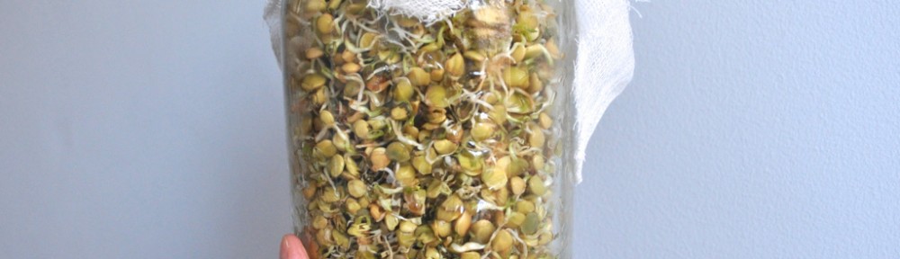 Sprouts in the Winter