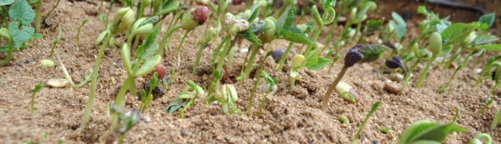 The Accidental Garden