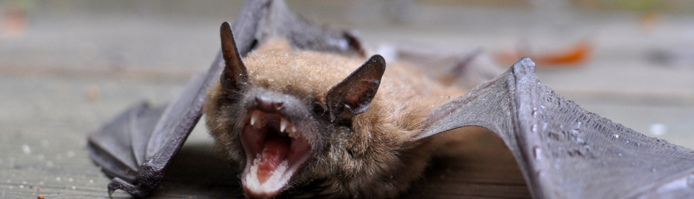 Batty