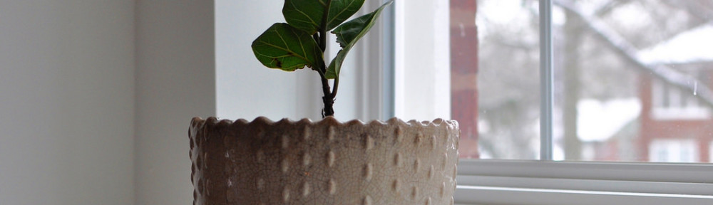 Indoor Flora in the Winter Months