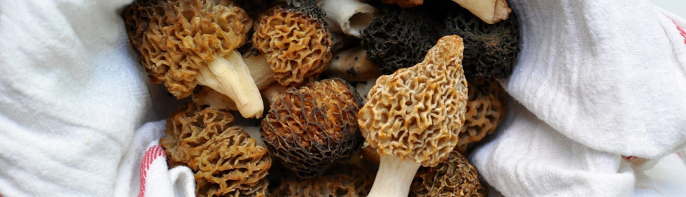 Morel Mushrooms… In Our Yard!