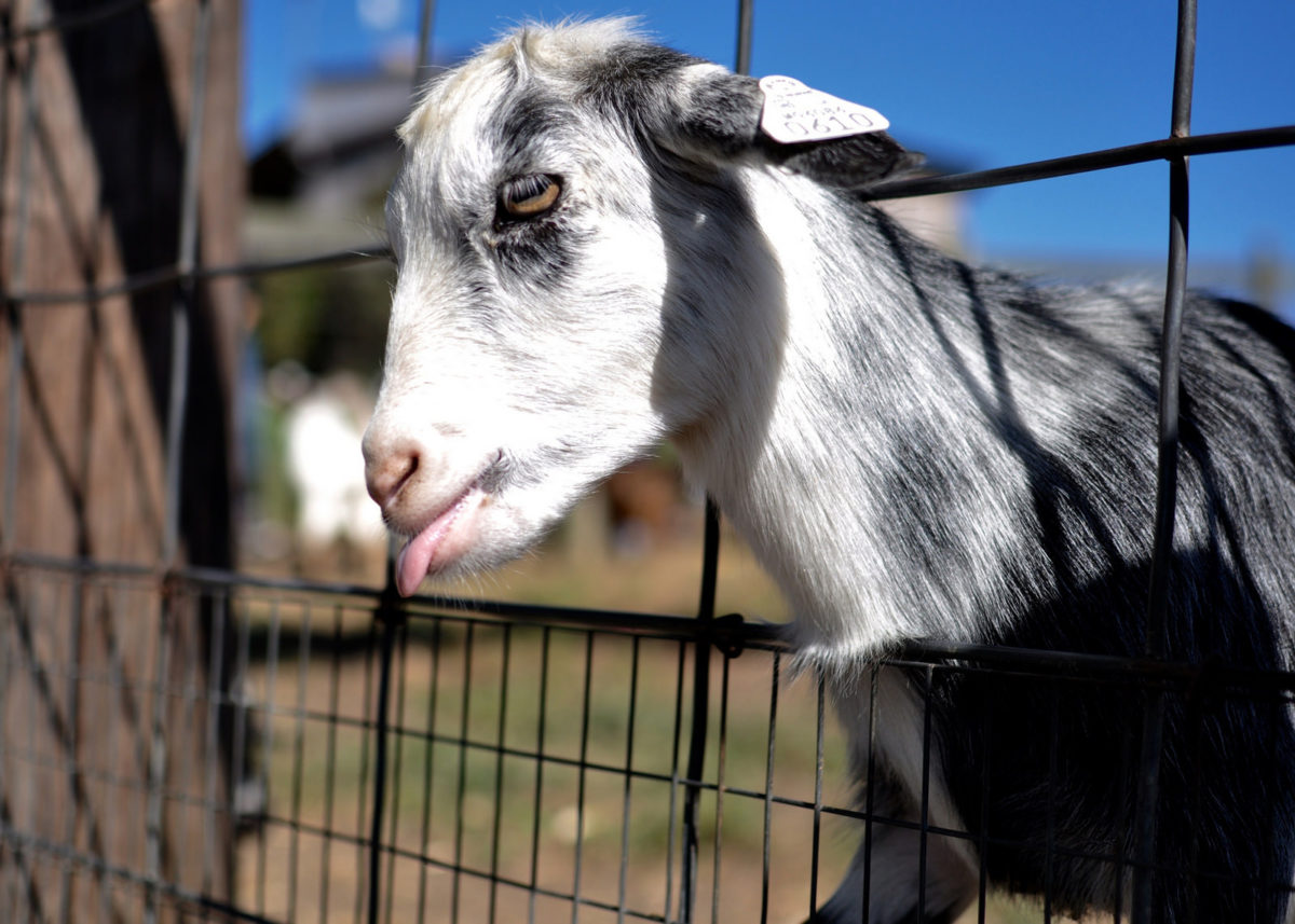 Weekend Shenanigans: Eckert’s Farm