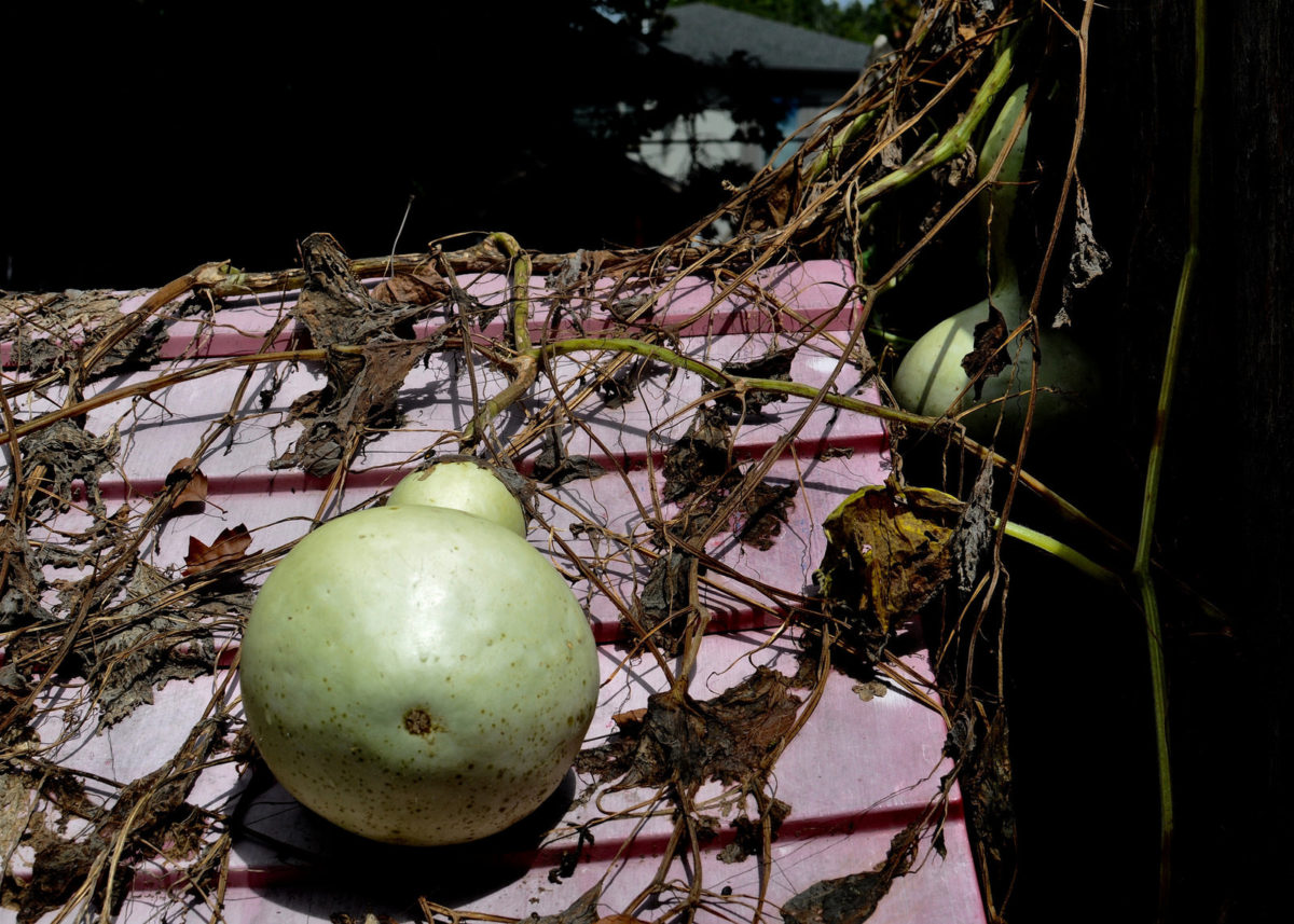 Birdhouse Gourds